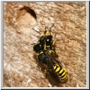 Ectemnius cavifrons - Grabwespe serie09 04 Paarung.jpg